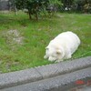 121大学犬はなちゃんの日常（その114）