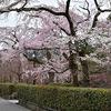 琵琶湖疎水べりの桜
