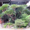 浄教寺のソテツ