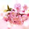 カワヅサクラ：河津桜