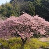 【白野江植物公園】満開の桜が本当に美しかった（写真140枚くらい）