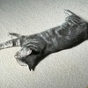 保護猫君が脱走する。みーちゃんは床に落ちているようになる。