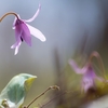 【遅れてきた春】北海道にもカタクリの花が咲き始めました