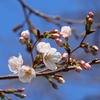 稲荷山公園で桜が開花していました
