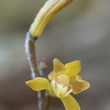 エンシュウムヨウラン　葦毛湿原の花