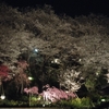 養源寺の夜桜！