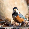 今日の野鳥　ヤマガラ