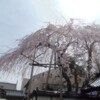 河口湖の桜