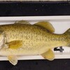 琵琶湖 南湖 2025/ 5/29 釣果1本 52cm、サウザー出船238回、リチウム充電272回