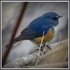 My野鳥図鑑：GET引数をJavaScriptで<img src="">に渡す方法に変更。URLSearchParams使用。GitHubにもコピー。