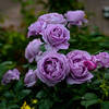 【Z 9 & NIKKOR Z 24−120mm f/4 VR S ・仙台】仙台農業園芸センター 薔薇まつり 2023。May   2023