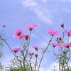 10月からは各地で秋の花風景　見れますね。