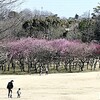 大高緑地の梅林