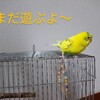 インコがケージに戻らない　その4　（2024秋バージョン）