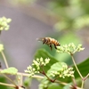 はち、ハチ、蜂