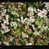 Photo No.1978 / 今日は予定外