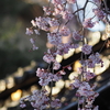 「慶恩寺」枝垂れ桜（前編）