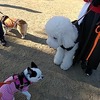 １２月のしつけ教室
