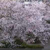 もう桜は満開だ