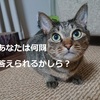 ねこ検定がコロナで延期になったので、勝手に問題作ってみたよ【前編】