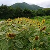 泉里農園ブログ23,07,28号配信致しました🌞！よろしくお願いいたします(^-^)