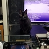 ネトゲーと猫