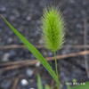 エノコログサ Setaria viridis