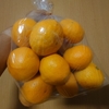 ミカンの季節です