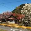 春の萩で珈琲