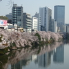 今日は外濠の桜です。