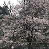 桜の花が雨に濡れた