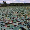 服部緑地公園のハス池がすごかった