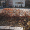 久しぶりに京都（2024.12.29）Ⅵ
