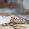 セイブシシバナヘビの紹介
