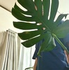 植物100鉢になって思ったこと。植物は買わなくても、どんどん増えていく🌿