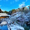 京都ぶらり　雪の智積院　冬の旅2022