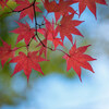 札幌市内の紅葉もピークです