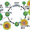 善玉コレステロールを悪玉に変えるコレステロールエステル転送蛋白（ＣＥＴＰ）