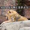 心の拠り所が無いあなたへ。百獣の王武井壮の男らしさ満点ツイートまとめ