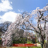 長建寺の糸桜