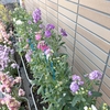 ストックの脇芽開花が進む：種まき232日目／7ヶ月と20日目