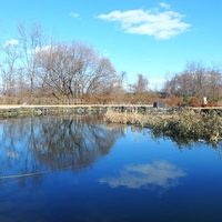 ヘラブナ釣れました・１２月の【乗附緑地つり池】
