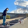 春の犬祭り？