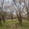 週日の久住山桜の園