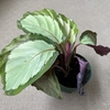植え替えとお別れと
