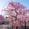 2025年春の『なばなの里』完全ガイド｜チューリップ・ネモフィラ・桜が彩る絶景スポット