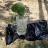 サツマイモ成長観察ボトルの作成　making the bottle-device to observe the growth of the sweet potato   