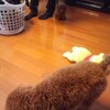 本家よりも早かった 続 星守る犬