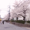 長岡天満宮の桜