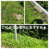おすすめ『除草剤』の「ラウンドアップ」「サンフーロン」で草むしりから解放されよう